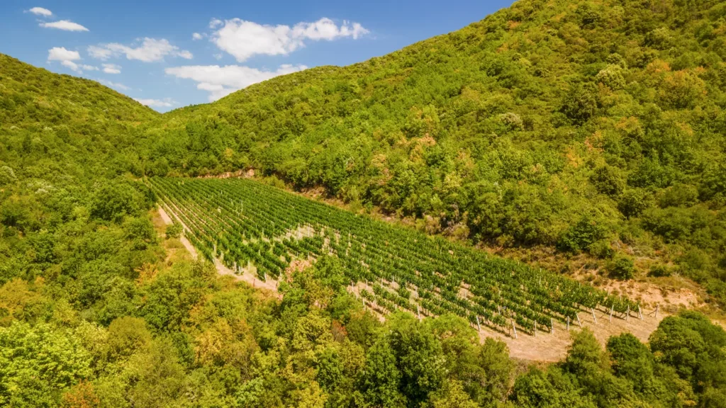 Seitanidis Estate Winery